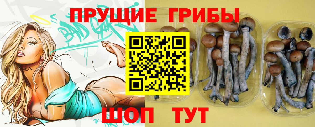 Бузулук  Псилоцибиновые грибы прущие грибы  Вход с VPN 