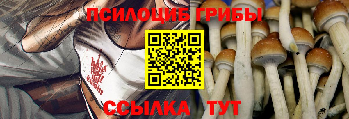 Галлюциногенные грибы Psilocybe Бузулук